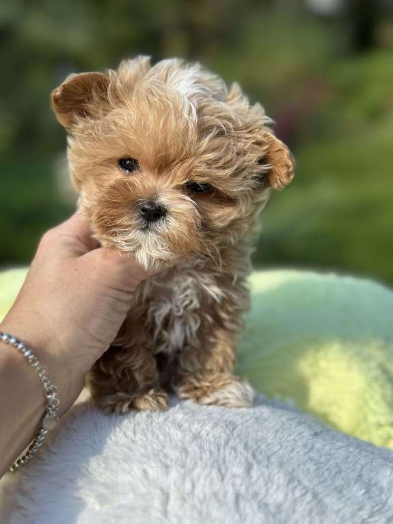 Собаки в Санкт-Петербурге: Супер мини мальчик Мальчик, 200 000 руб. - фото 2