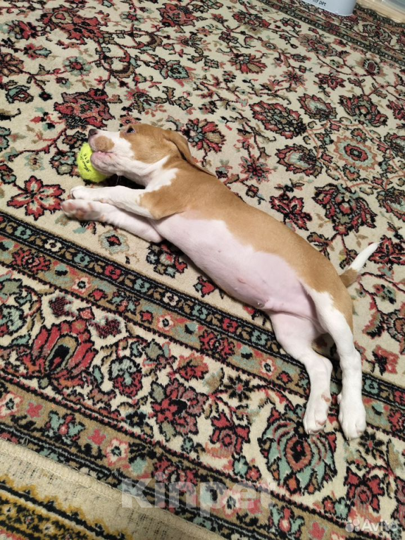 Собаки в других городах Московской области: Щенок бигль мальчик Мальчик, 20 000 руб. - фото 4