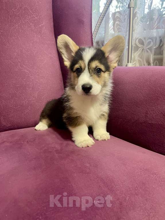 Собаки в Москве: Мальчик 4 Мальчик, 40 000 руб. - фото 4