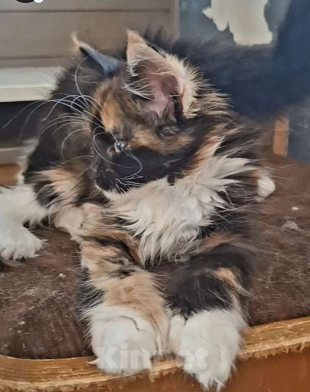 Кошки в Санкт-Петербурге: Девочка -полидакт 66 66 Девочка, 60 000 руб. - фото 6