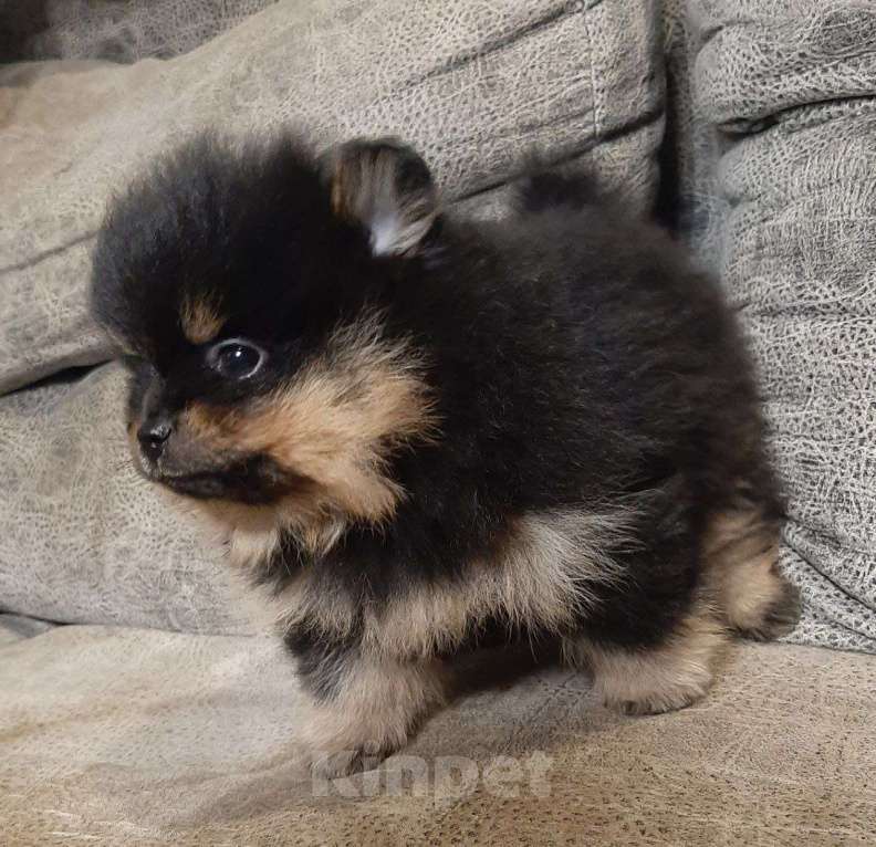 Собаки в Самаре: Черно-подпалый Мальчик, 80 000 руб. - фото 3