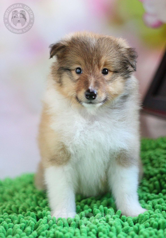 Собаки в Москве: Малышка шелти 2 мес Девочка, 100 000 руб. - фото 1