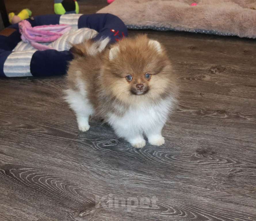 Собаки в Москве: Супер мальчик- Огонёк Мальчик, 55 000 руб. - фото 6