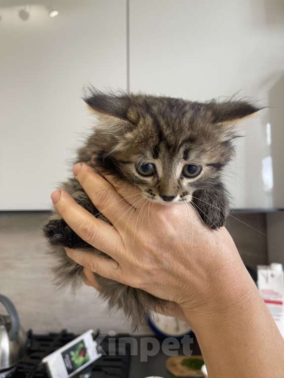 Кошки в Москве: Кусята Девочка, Бесплатно - фото 3