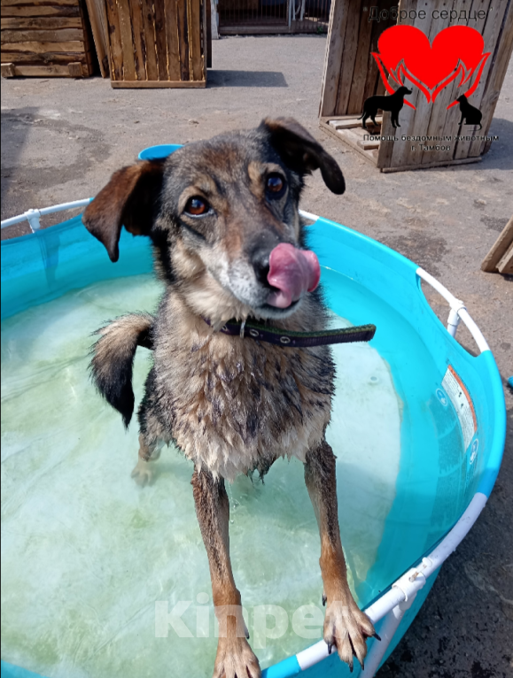 Собаки в Тамбове: Мирра Девочка, Бесплатно - фото 2