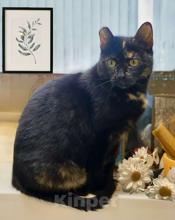 Кошки в Санкт-Петербурге: Кошечка Груня в поисках дома Девочка, Бесплатно - фото 1