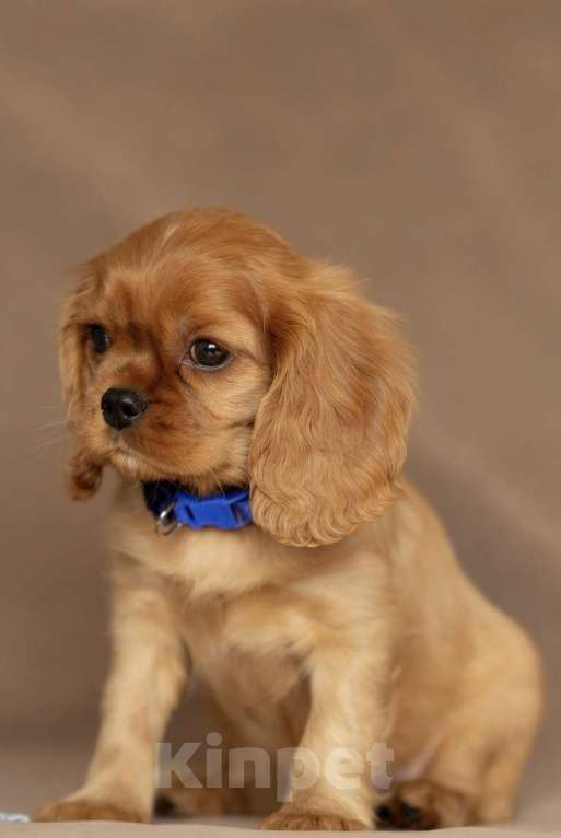 Собаки в Тарусе: Мальчик Мальчик, 90 000 руб. - фото 1