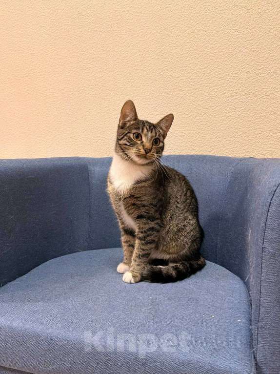 Кошки в Москве: котенок Барс ищет дом Мальчик, Бесплатно - фото 2