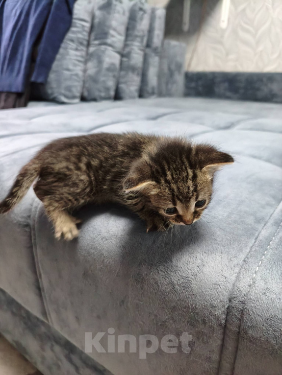 Кошки в Тамбове: отдам котенка в добрые руки Девочка, Бесплатно - фото 3