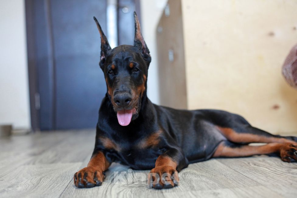 Собаки в Москве: Щенок добермана. Девочка. Питомник Ркф Девочка, 120 000 руб. - фото 2