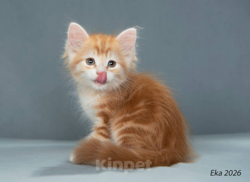 Кошки в Королеве: Сибирские котята Мальчик, 40 000 руб. - фото 5