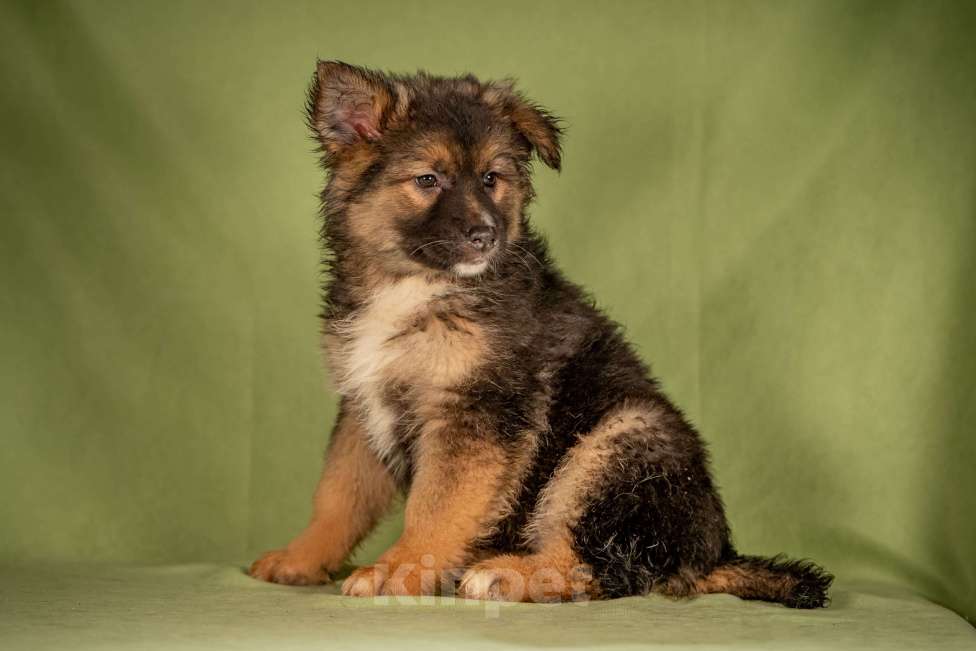 Собаки в Клине: Фисташка - пушистая красавица Девочка, Бесплатно - фото 5