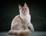 Кошки в Барнауле: Мейн-кун из питомника Мальчик, 50 000 руб. - фото 3