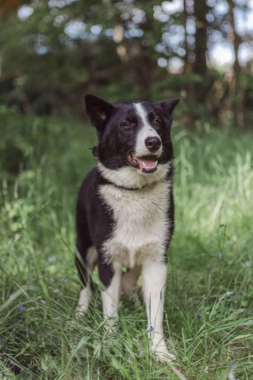Собаки в Клине: Гелик — классный пёс Мальчик, Бесплатно - фото 3