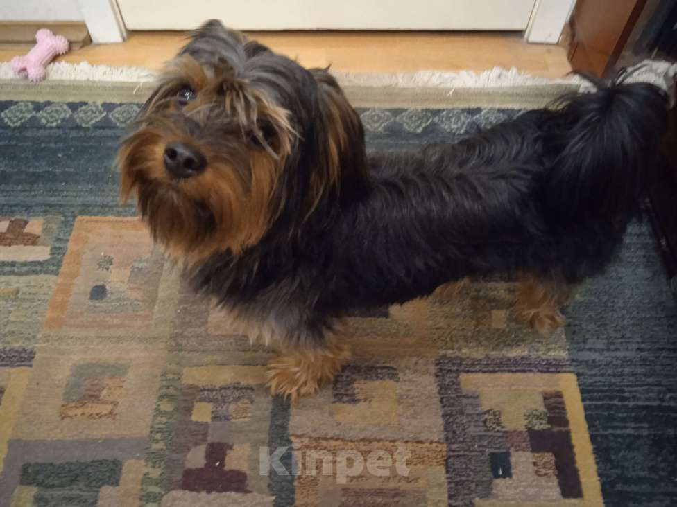 Собаки в Москве: Йоркширский терьер, Ясенево Мальчик, Бесплатно - фото 1