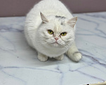 Кошки в Ярославле: Кошка в добрые руки Девочка, Бесплатно - фото 2