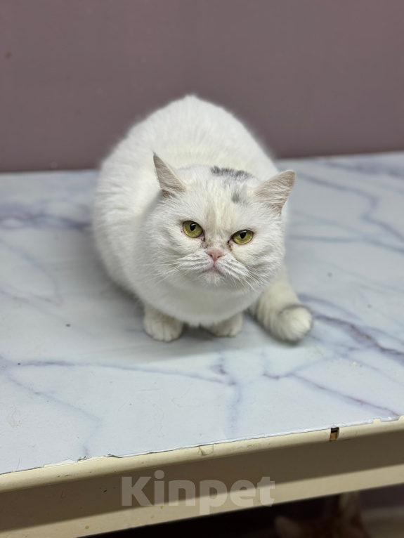 Кошки в Ярославле: Кошка в добрые руки Девочка, Бесплатно - фото 2