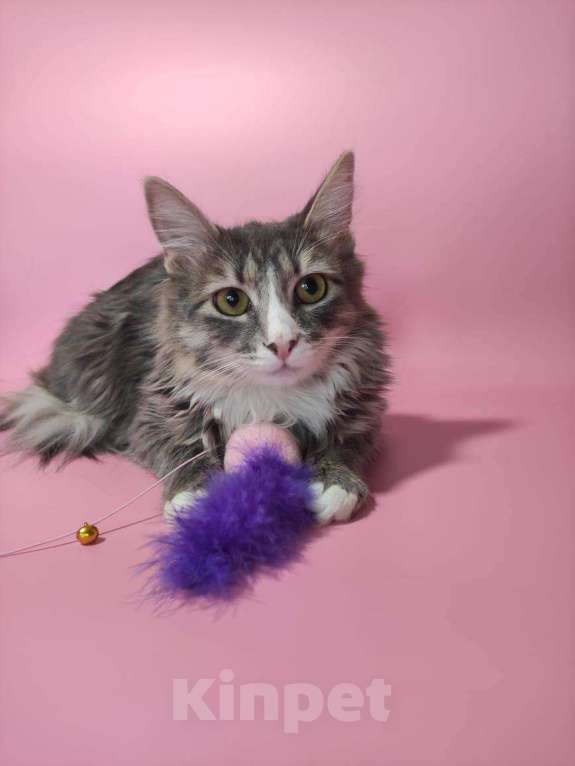 Кошки в Москве: кошечка  Девочка, Бесплатно - фото 1