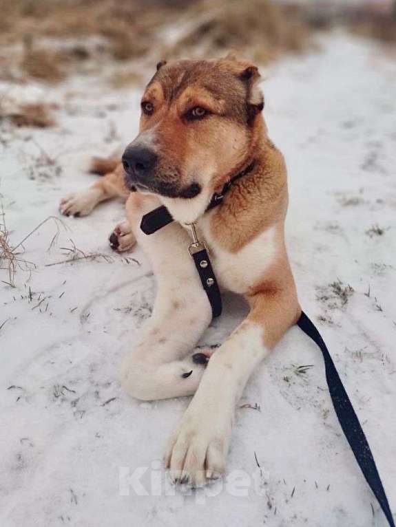 Собаки в Москве: Милый алабай Гоша ищет дом Мальчик, Бесплатно - фото 3