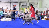 Собаки в Новосибирске: Цвергшнауцер Девочка, 45 000 руб. - фото 10