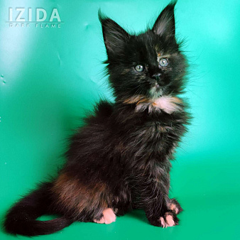 Izida Dark Flame