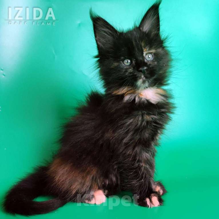 Кошки в других городах Воронежской области: Izida Dark Flame Девочка, 50 000 руб. - фото 1
