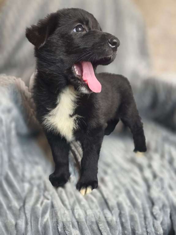 Собаки в Москве: Щенки от мамы-овчарки в дар Мальчик, 1 руб. - фото 5