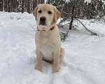 Собаки в Москве: Палевая девочка щенок лабрадора Девочка, 60 000 руб. - фото 1