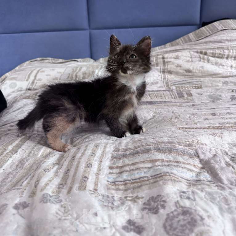 Кошки в Москве: Котенок в добрые руки Девочка, Бесплатно - фото 3