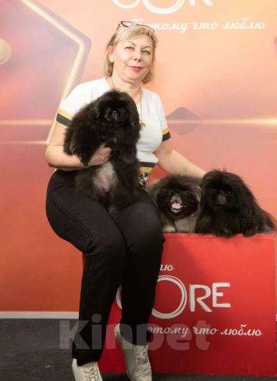 Собаки в Самаре: Пекины Императорская собака Мальчик, Бесплатно - фото 2