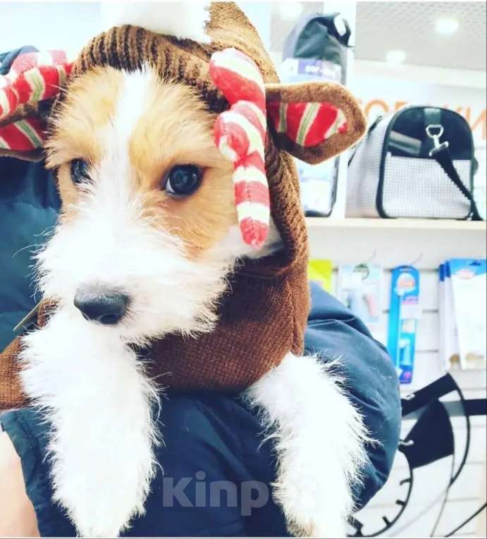 Собаки в Уфе: Щенок Джек Рассел терьер Девочка, Бесплатно - фото 2