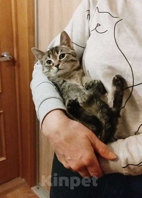 Кошки в Санкт-Петербурге: Малютка Томочка Девочка, Бесплатно - фото 1