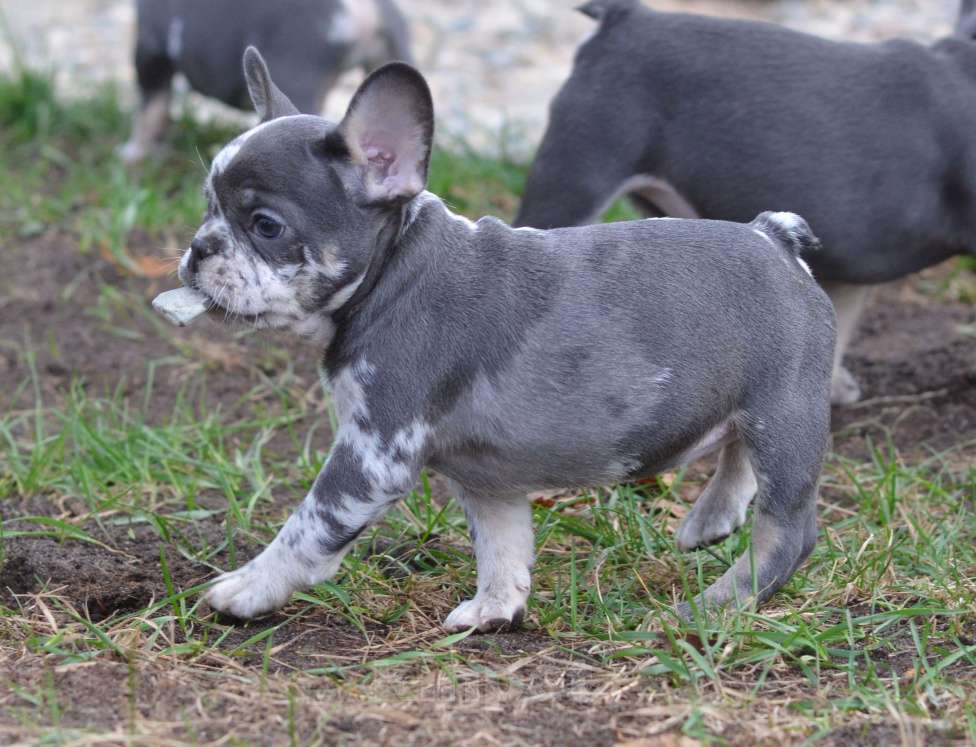 Собаки в Москве: Летние щенки Девочка, 65 000 руб. - фото 5