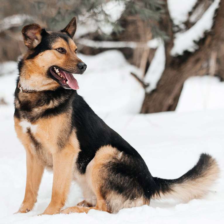 Собаки в Москве: Юстас Мальчик, Бесплатно - фото 4