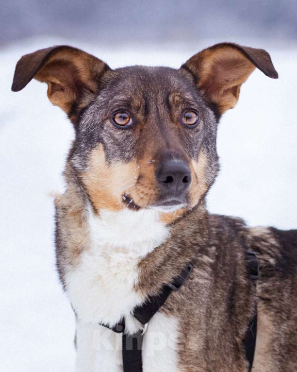Собаки в Москве: Небольшая собачка в поисках дома и семьи Девочка, Бесплатно - фото 3
