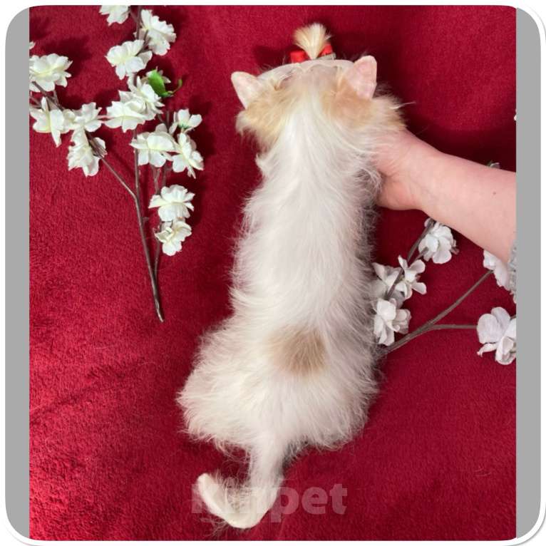 Собаки в Москве: Йорк с голубыми глазами девочка подрощенная Девочка, 130 000 руб. - фото 8