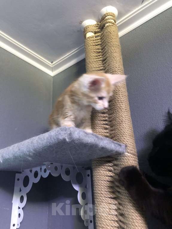 Кошки в Санкт-Петербурге: Персик Мальчик, 15 000 руб. - фото 3