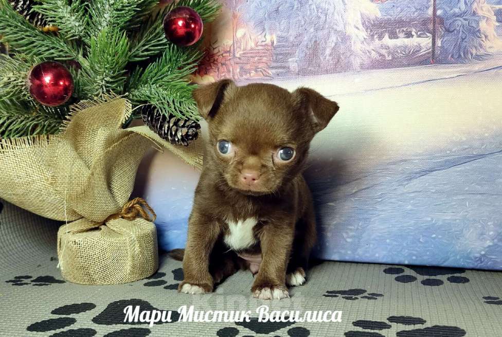 Собаки в Санкт-Петербурге: Мини Василиса чихуахуа шоколадного окраса Девочка, 120 000 руб. - фото 1