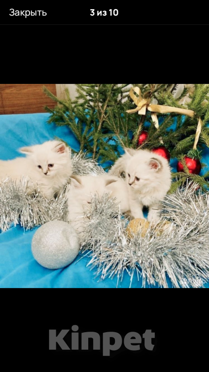 Кошки в Москве: Рэгдолл девочки Девочка, 35 000 руб. - фото 3