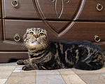 Кошки в Кулебаках: Кот с четким окрасом на вязку, 1 руб. - фото 4