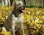 Собаки в Череповце: Вязка, 10 000 руб. - фото 1
