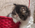 Кошки в Оленегорске: Плюшевые котята, 15 000 руб. - фото 1