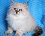 Кошки в Москве: Голубоглазые невские котята Мальчик, 45 000 руб. - фото 1