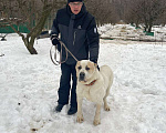 Собаки в Видном: Брандон алабай, 5 лет Мальчик, Бесплатно - фото 2
