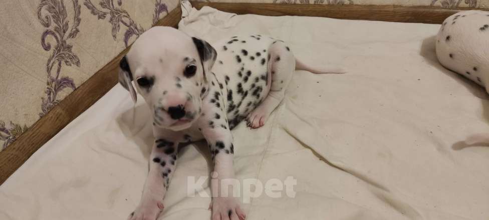 Собаки в Магнитогорске: Щенки Далматин Девочка, 10 000 руб. - фото 2