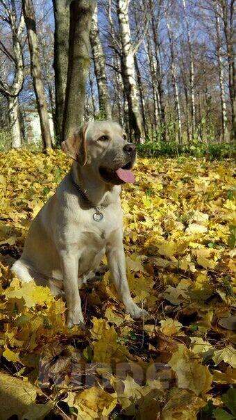 Собаки в Череповце: Вязка, 10 000 руб. - фото 1