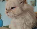 Кошки в Москве: Потерялся белый кот Мальчик, 5 000 руб. - фото 1