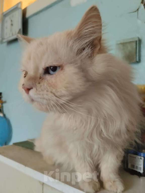 Кошки в Москве: Потерялся белый кот Мальчик, 5 000 руб. - фото 1