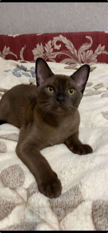 Кошки в Москве: Бурманские котята Девочка, Бесплатно - фото 5