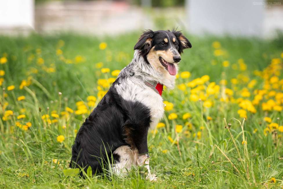 Собаки в Москве: Аврора - разбудит любовь в любом сердечке Девочка, Бесплатно - фото 4